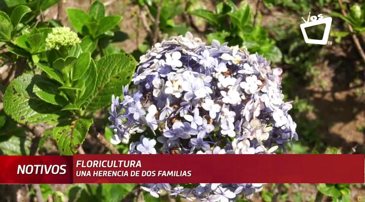 Floricultura, una herencia de dos familias nicaragüenses