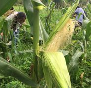 Las mujeres también participan en los procesos agrícolas, sobre todo en el cultivo del maiz.