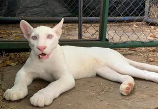 Itzae, la única puma albina en Nicaragua crece con buena salud