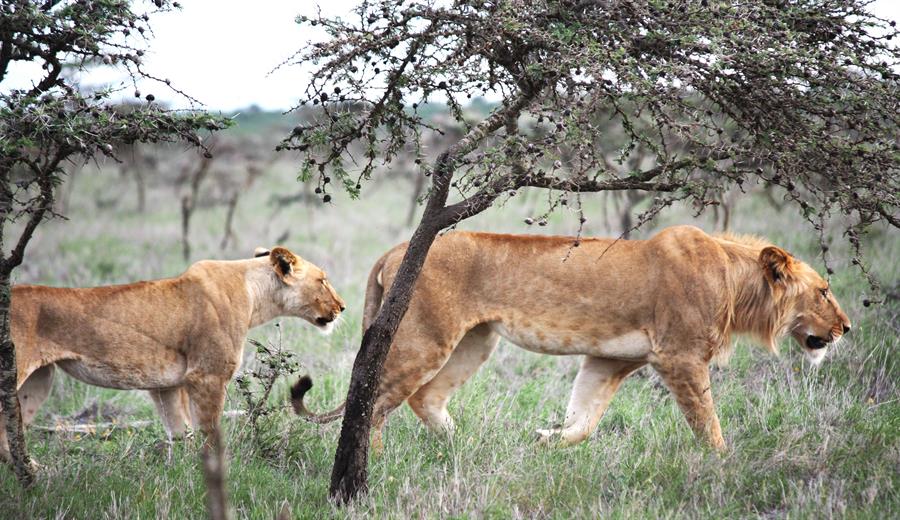 El león del este de África cambia sus hábitos de caza debido a una pequeña especie de hormiga invasora. Crédito:Todd Palmer/EFE