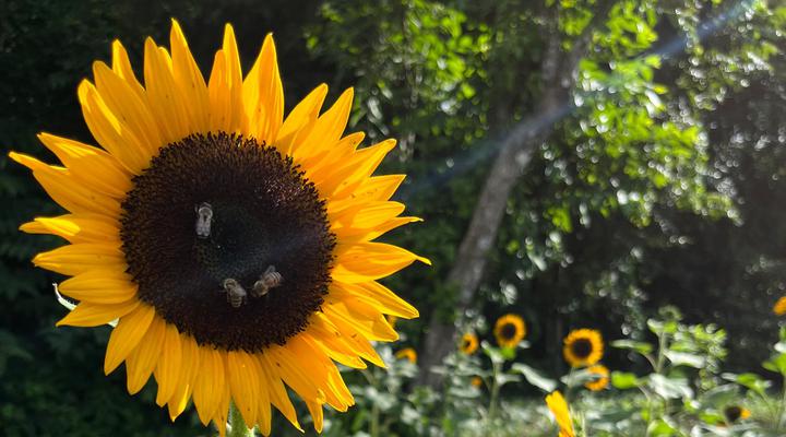 El paraíso de los girasoles en Catarina