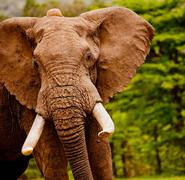 Los elefantes también son afectados por la extinción masiva.