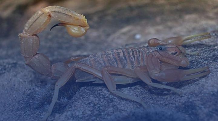 Verano eleva riesgo de picaduras de alacranes