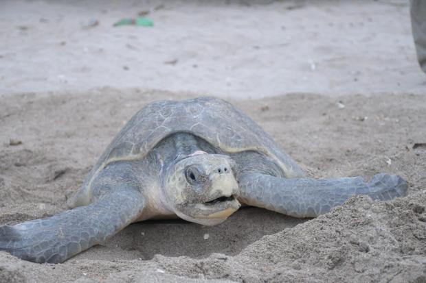 Arriban más de tres mil tortugas paslama en La Flor, San Juan