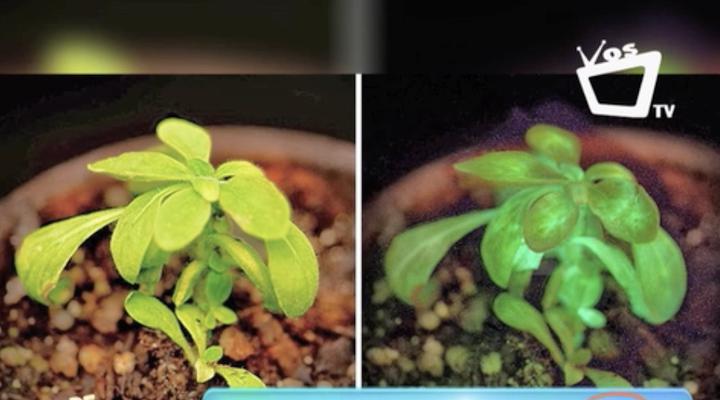 Investigadores desarrollan planta luminosa