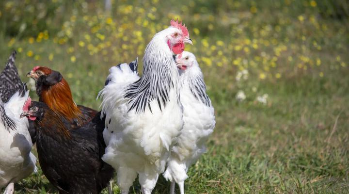 La alimentación ideal para que las gallinas pongan más huevos