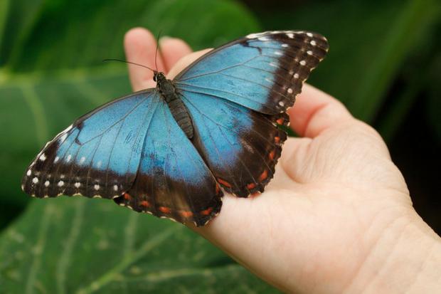 Las mariposas también desaparecen.