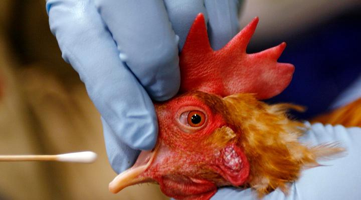 Nicaragua mantiene vigilancia sanitaria por riesgo de gripe aviar