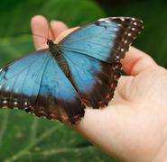 Las mariposas también desaparecen.