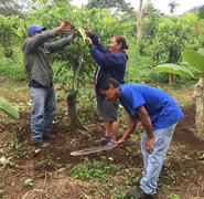 Agricultores de pitahayas del Proyecto Reserva Ecológica Triángulo de Oro, revisando que todo esté marchando bien y limpiando la tierra.