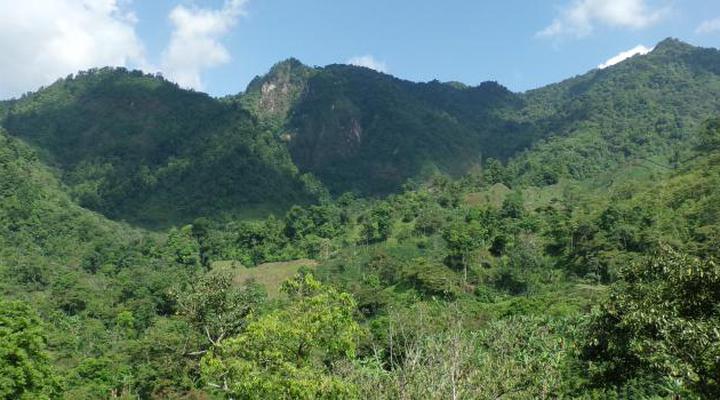 Centro Humboldt: "Sector forestal enfrenta su peor momento en décadas"