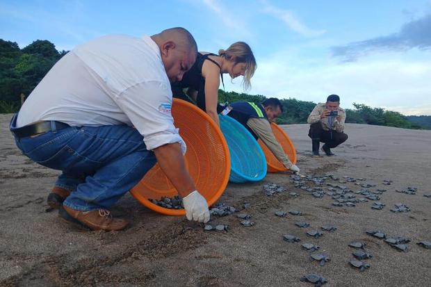 Desove de tortugas en el Pacífico