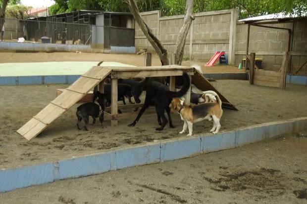 Nicaragua cuenta con la primera Escuela Canina