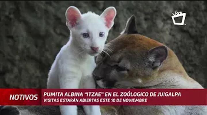 El público ya podrá visitar a la pumita albino nacida en Chontales