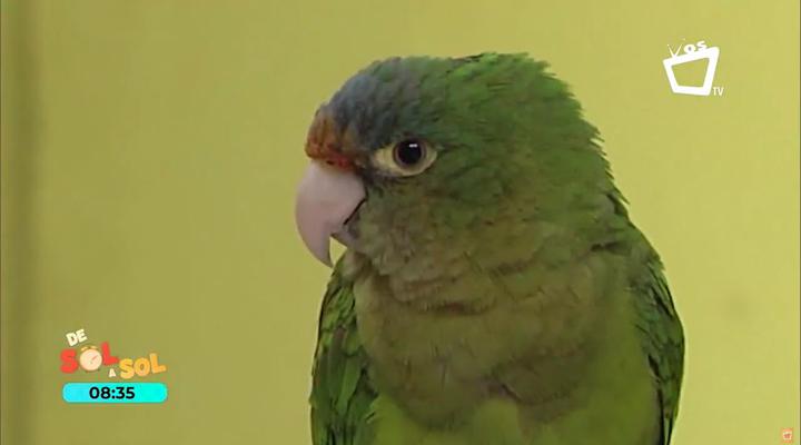 Cuido y alimentación de loros y chocoyitos