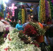 Las flores de madroño, mil flores, la pascua entre otras son de las más buscadas para adornar a la virgen este 7 de diciembre.