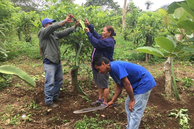 Agricultores de pitahayas del Proyecto Reserva Ecológica Triángulo de Oro, revisando que todo esté marchando bien y limpiando la tierra.