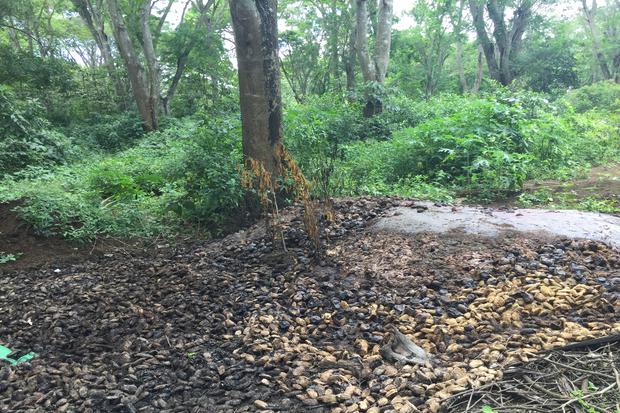 Proyecto Reserva Ecológica Triángulo de Oro