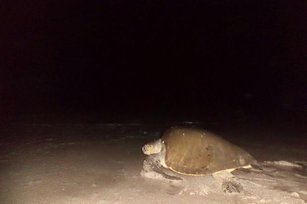 Centenares de tortugas inician el proceso de desove