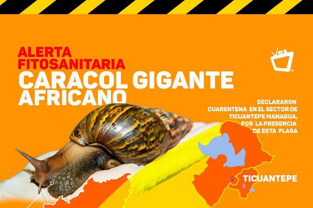 Alerta por caracol gigante africano