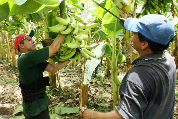 Producción agropecuaria con buenas cifras al cierre de este 2017