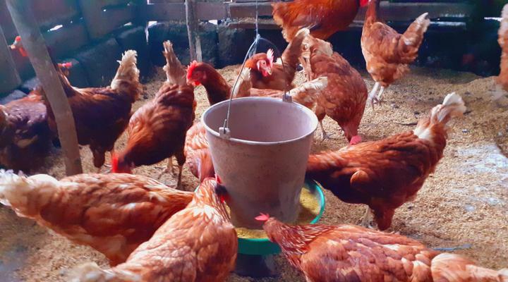 IPSA identifica más de 300 zonas de riesgo por influenza aviar