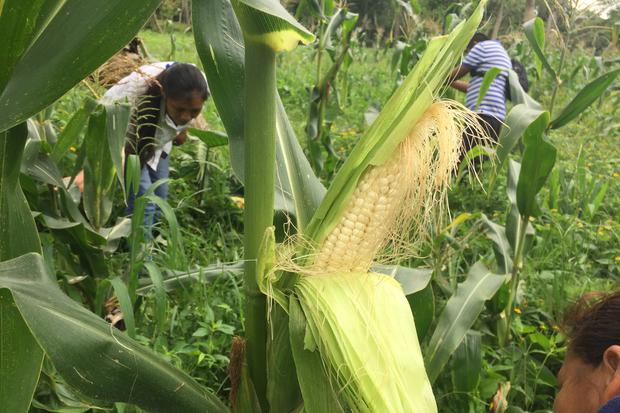 Las mujeres también participan en los procesos agrícolas, sobre todo en el cultivo del maiz.