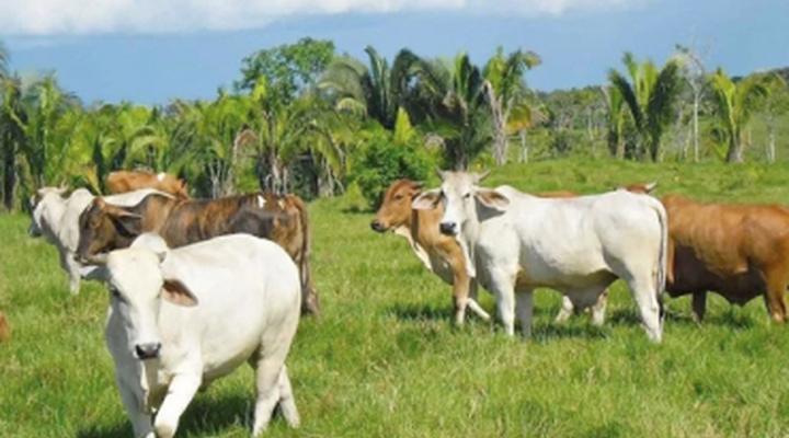 Ganaderos trabajan modelo productivo amigable al medio ambiente