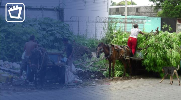 Plan de reemplazo de carretones de caballos por vehículos de motor