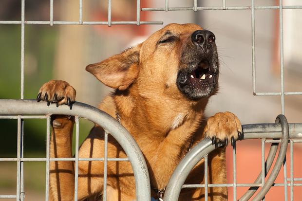¿Los animales predicen los terremotos?