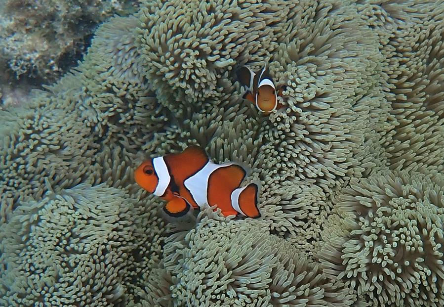 Pez payaso (Amphiprion ocellaris) fotografiado en libertad./ EFE