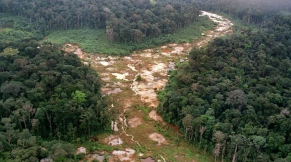 Selva amazónica / Cortesía AFP