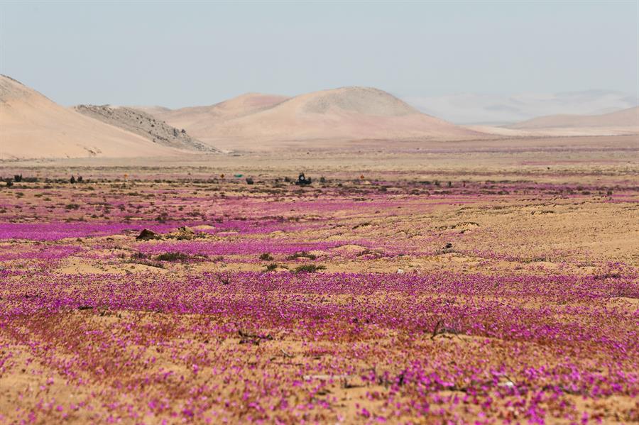 Flores en el desierto de Atacama, un fenómeno natural conocido como el Desierto Florido / EFE