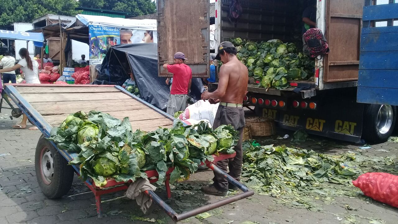 Productos como el repollo, papas y cebolla han entrado al mercado El Mayoreo en Managua. Foto: Héctor Rosales.