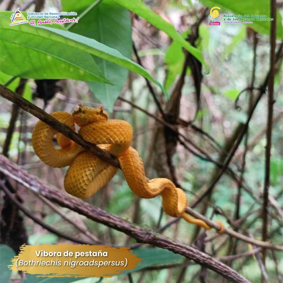 Cortesía
