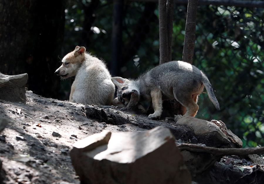El nacimiento de 5 lobos mexicanos aumenta la esperanza de mantener la  especie - Vos TV