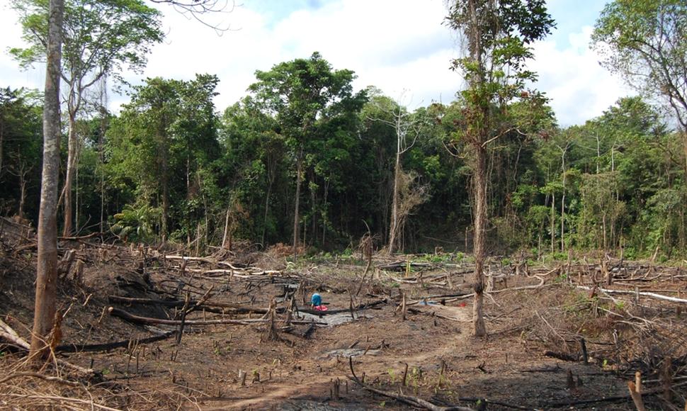 Despale en la Reserva Bosawas. Foto: El Nuevo Diario