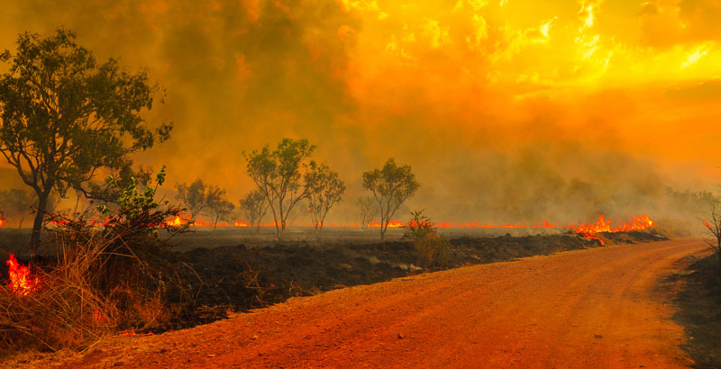 Los bosques lanzan un grito de auxilio / Cortesía de National Geographic