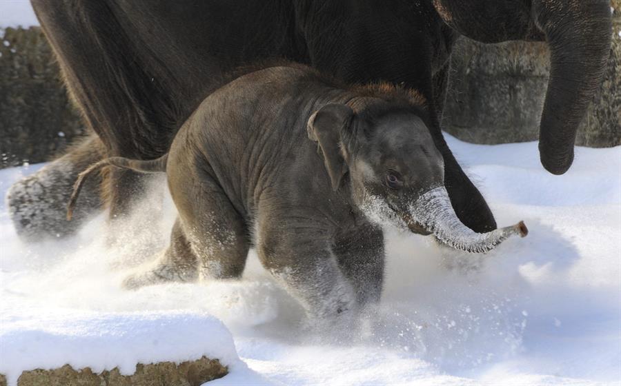 Una cría de elefante corretea en la nieve en una imagen de archivo. /EFE