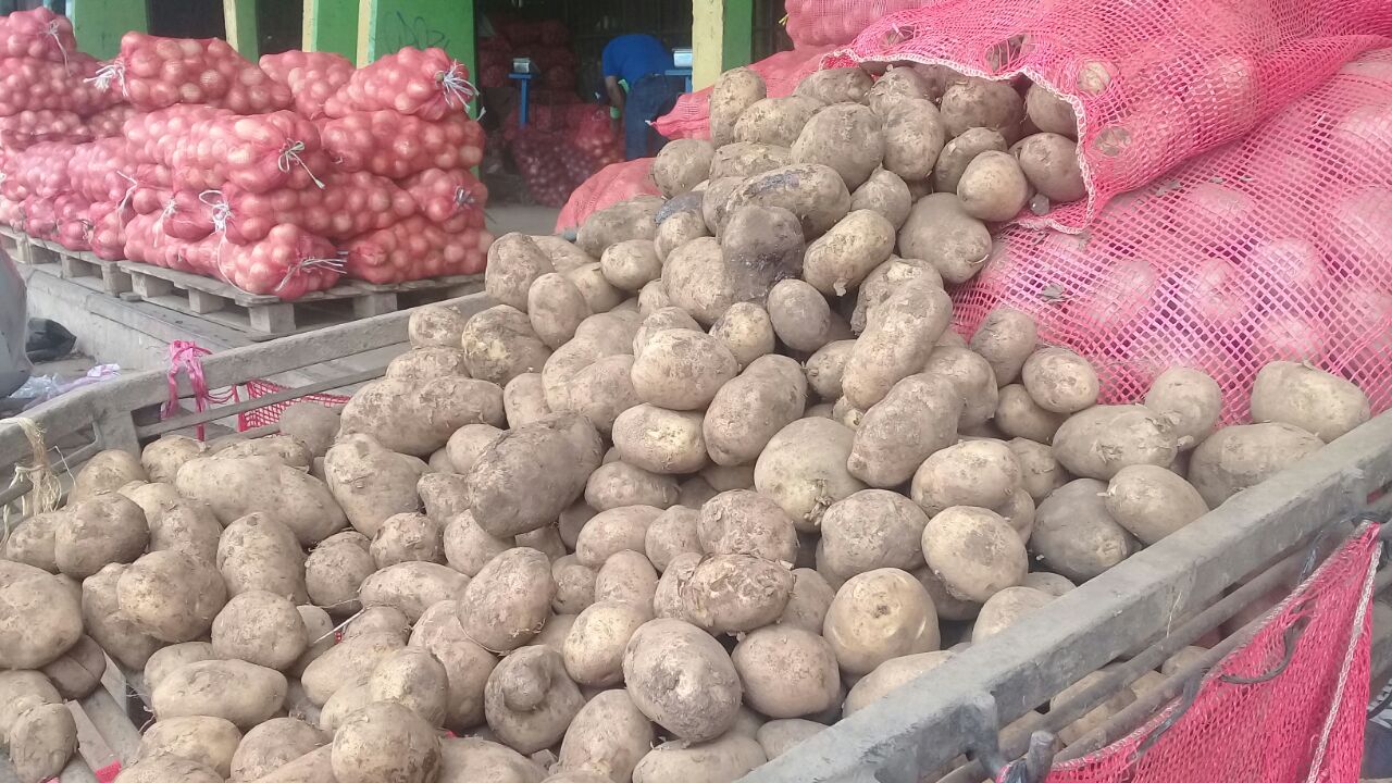 La producción nacional de papa ya llegó a los mercados de Managua. Foto Héctor Rosales.