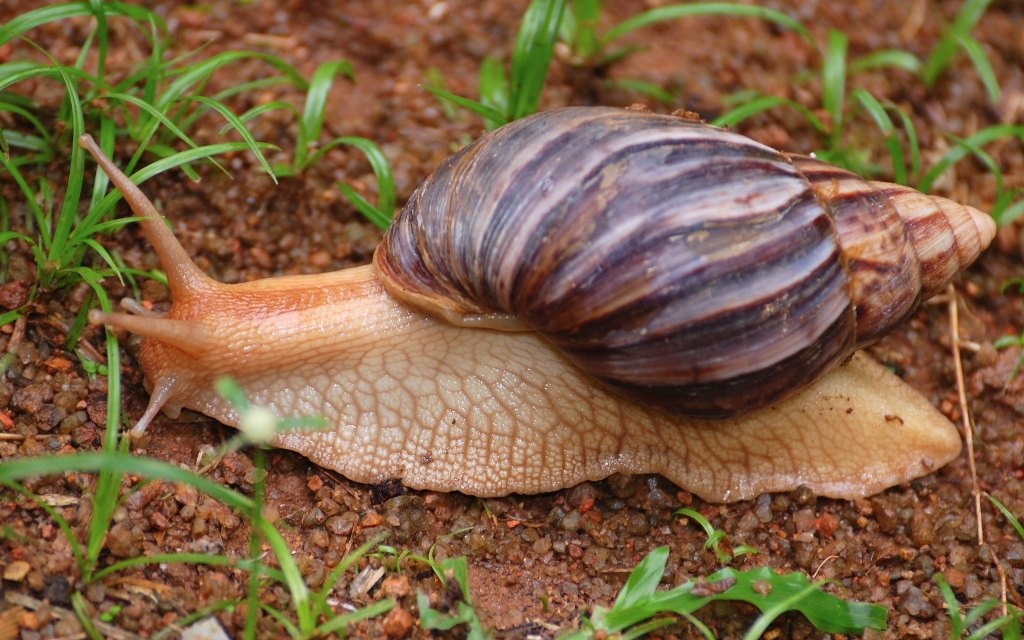Cortesía