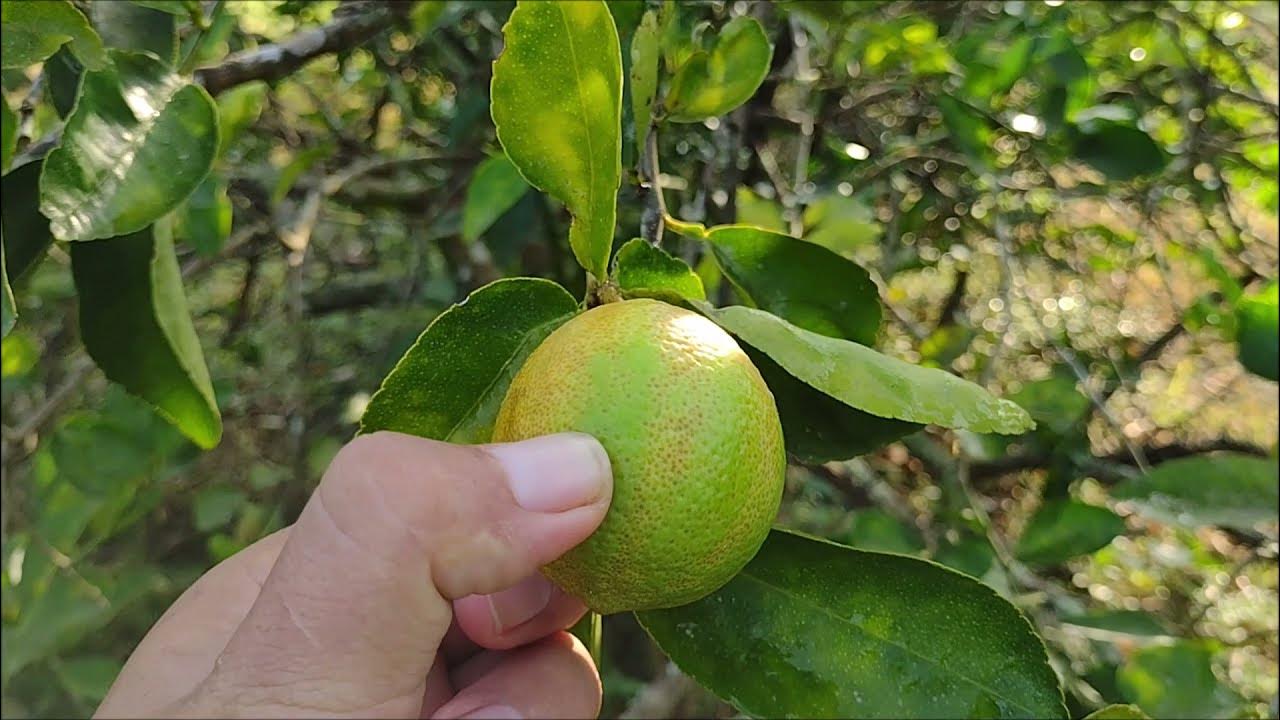 Cortesía