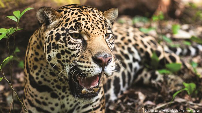 El jaguar es una especie importante para el ecosistema terrestre / Cortesía