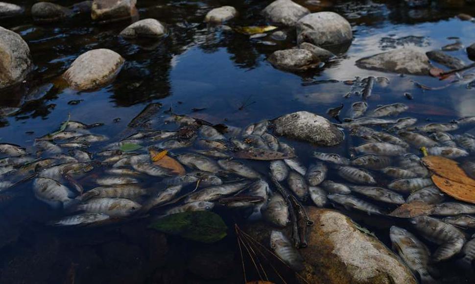 Peces sin vida flotaban en el Río Lempa.  Foto/Archivo .