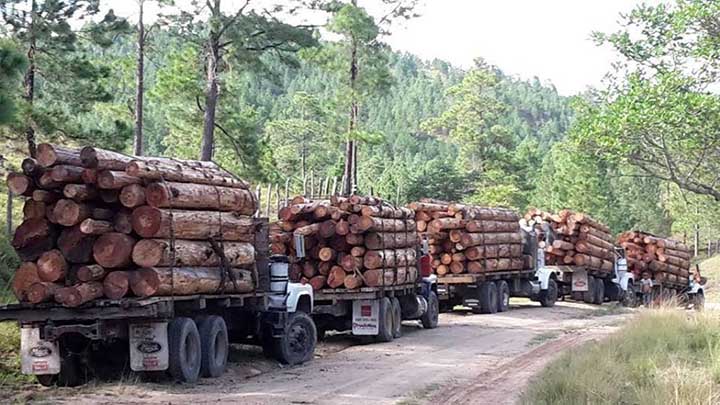 Nicaragua autoriza tala de madera preciosa / Cortesía