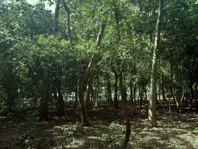 Arboreto en la Universidad Centroamericana UCA.