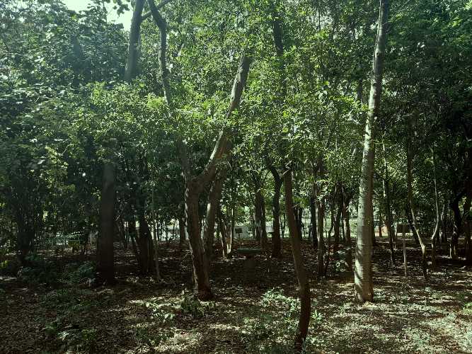 Arboreto en la Universidad Centroamericana UCA.