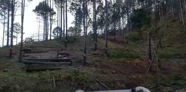 Imagen capturada por Jaime Incer en los bosques de pinos de Dipilto en Nueva Segovia.