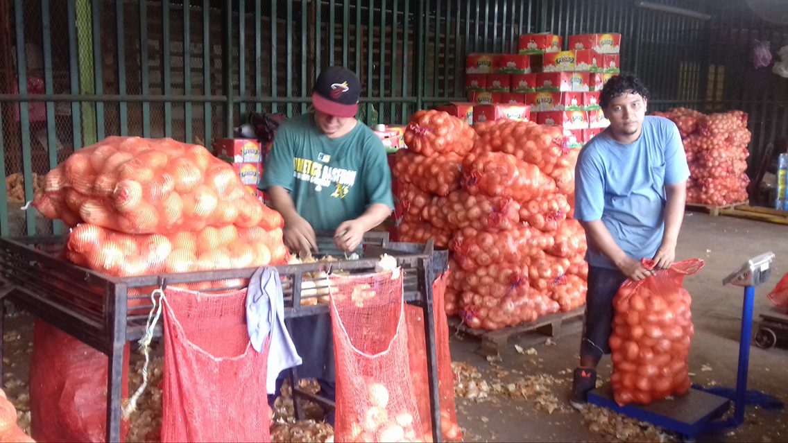 En estos momentos, los productores tienen sembrado más de 900 manzanas y según ellos podria perderse unas 694 sino logran colocarlas. Foto: Héctor Rosales