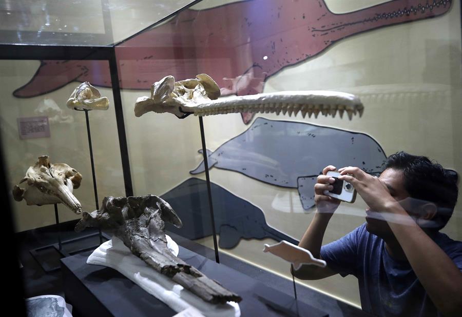 Una persona toma una fotografía a un cráneo de 16 millones de años expuesto en el museo de Historia Natural, el 21 de marzo de 2024 en Lima (Perú). /EFE